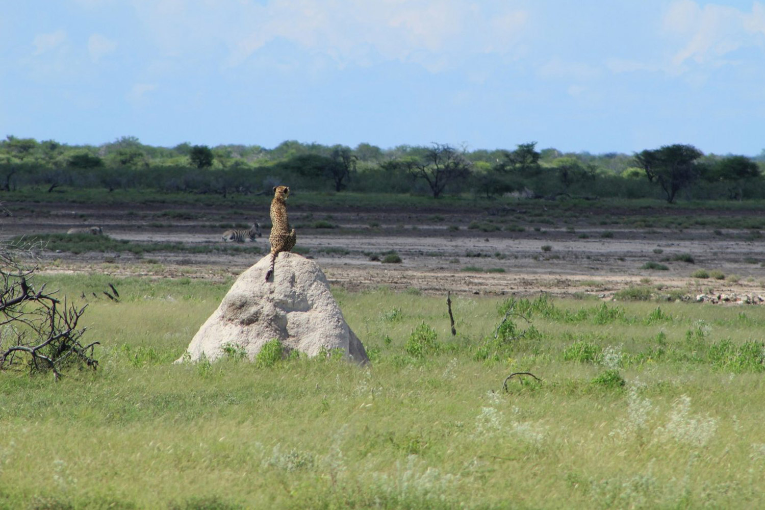 A cheetah sighting in Etosha - Cheetahs in Namibia - Vreugde Guest Farm