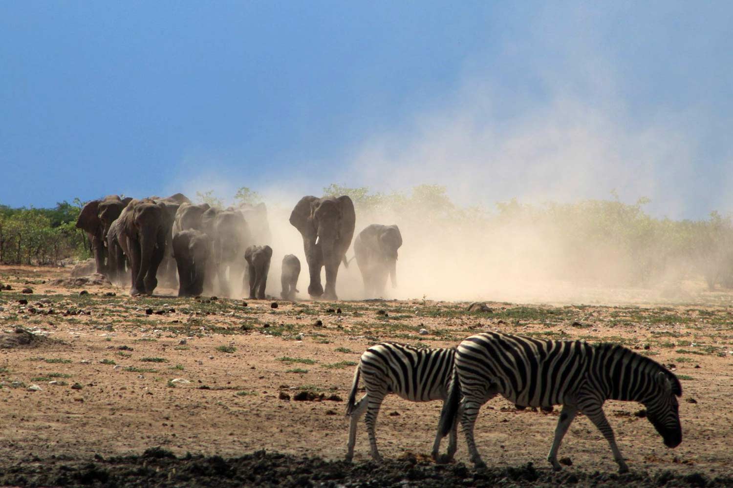 How to make the most of Etosha activities and Etosha weather - Vreugde Guest Farm