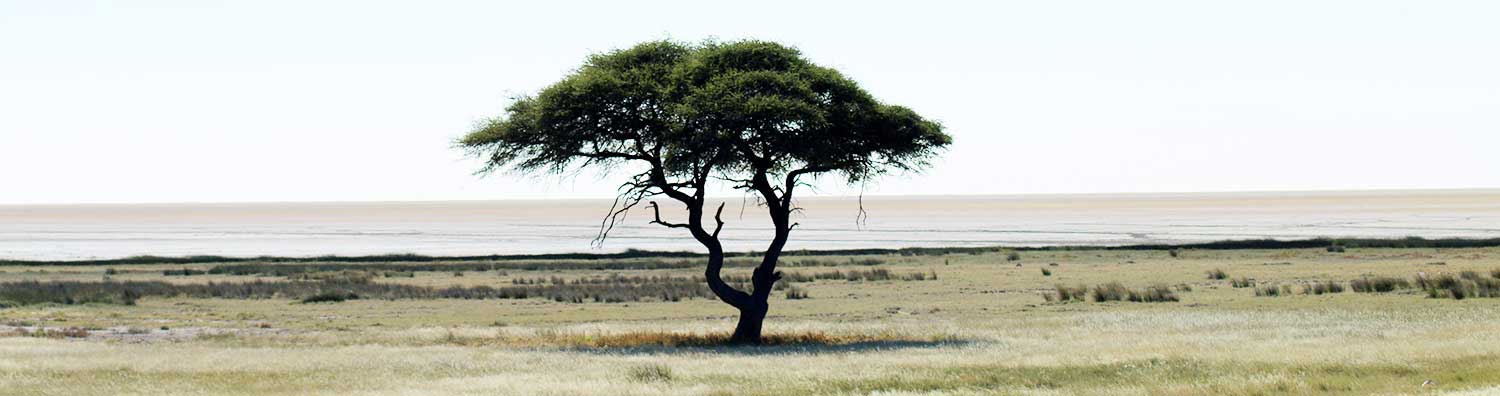 Tree in Etosha - Best time to visit Namibia - Namibia weather - Vreugde Guest Farm