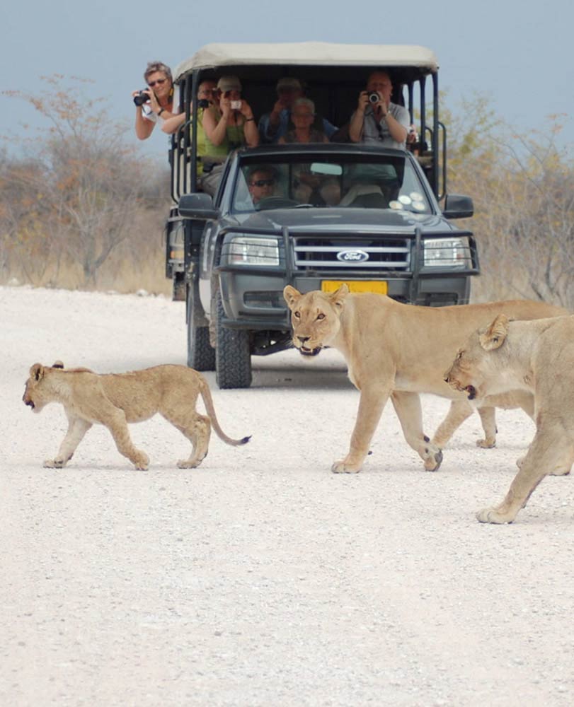 Lions in Etosha National Park - Etosha Namibia - Etosha Pan - Vreugde Guest Farm