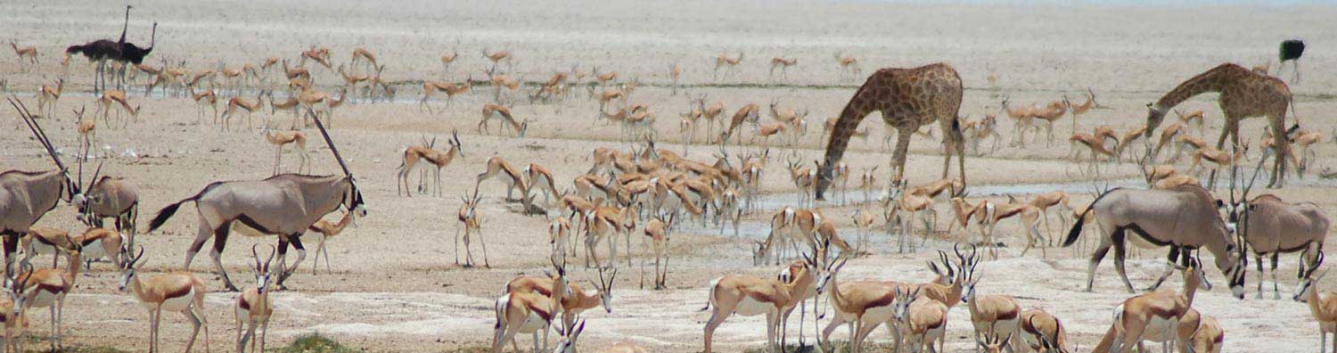 Animals at a waterhole - Etosha National Park - Etosha Safari - Vreugde Guest Farm