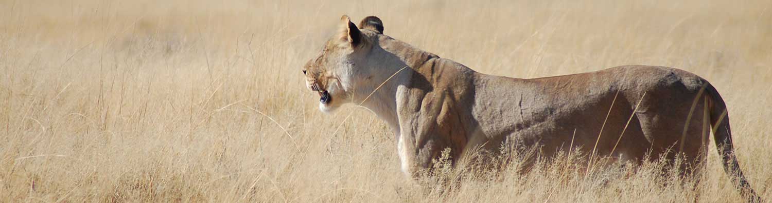 Lion - Etosha National Park - Etosha Safari - Vreugde Guest Farm