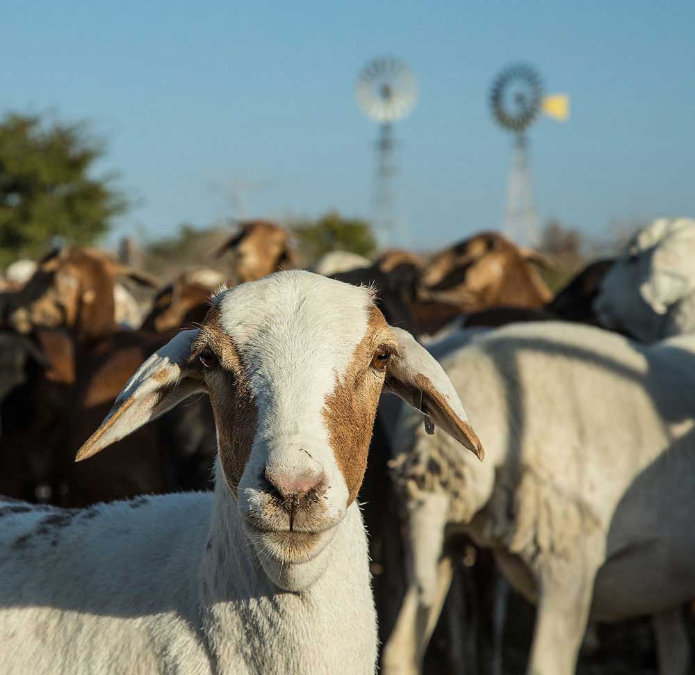 Damara sheep and windmills - Namibia Farm - Game Namibia - Vreugde Guest Farm