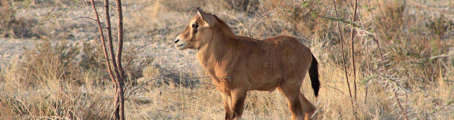 Oryx calf - Namibia wildlife - Birding Africa - Vreugde Guest Farm
