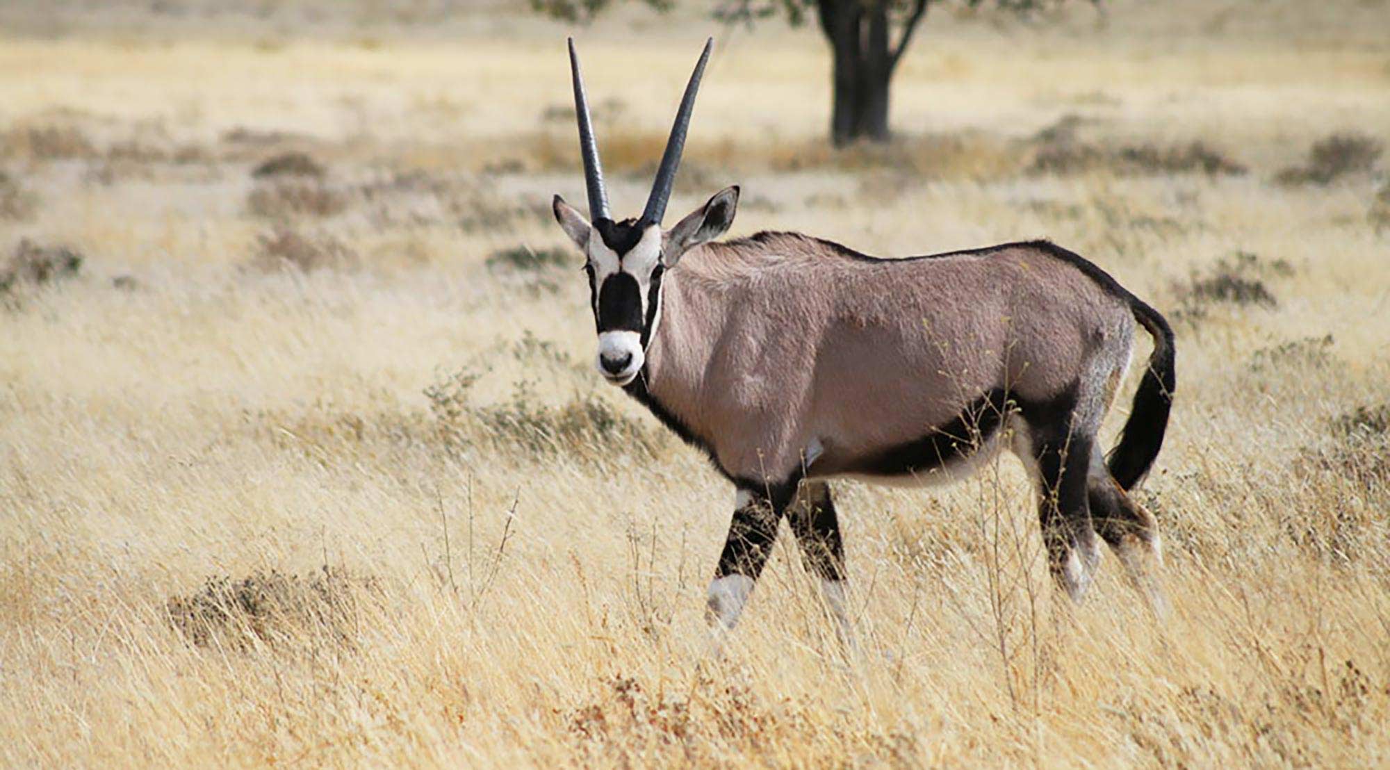 Namibia wildlife | Birding Africa | Vreugde Guest Farm