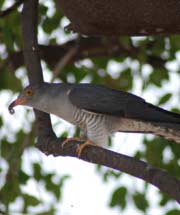 African cuckoo - Namibian wildlife - Birds of Namibia photos - Vreugde Guest Farm