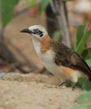 Bare cheeked babbler - Namibian wildlife - Birds of Namibia photos - Vreugde Guest Farm