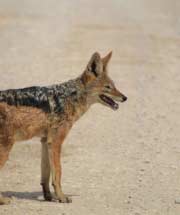 Black backed jackal - Namibian wildlife - Vreugde Guest Farm