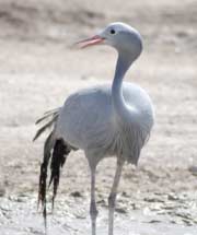 Blue crane - Namibian wildlife - Birds of Namibia photos - Vreugde Guest Farm