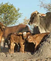 Cows and calves - Namibian wildlife - Vreugde Guest Farm