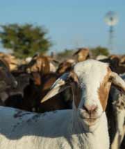 Damara sheep and windmills - Namibian wildlife - Vreugde Guest Farm