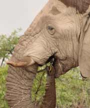 Elephant - Namibian wildlife - Vreugde Guest Farm