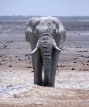 Elephant in Namibia - Namibian wildlife - Vreugde Guest Farm