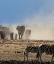 Elephants and Zebras - Namibian wildlife - Vreugde Guest Farm