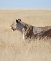 Lion - Namibian wildlife - Vreugde Guest Farm