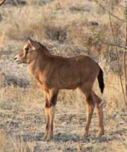 Oryx calf - Namibian wildlife - Vreugde Guest Farm