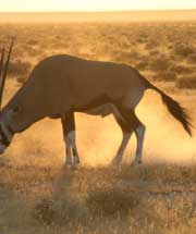 Oryx - Namibian wildlife - Vreugde Guest Farm