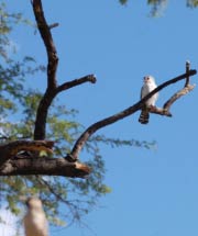 Pygmy falcon - Namibian wildlife - Birds of Namibia photos - Vreugde Guest Farm