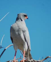 Southern pale chanting goshawk - Namibian wildlife - Birds of Namibia photos - Vreugde Guest Farm