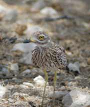 Spotted thick knee - Namibian wildlife - Birds of Namibia photos - Vreugde Guest Farm