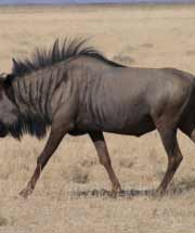 Wildebeest - Namibian wildlife - Vreugde Guest Farm