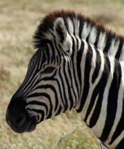 Zebra - Namibian wildlife - Vreugde Guest Farm