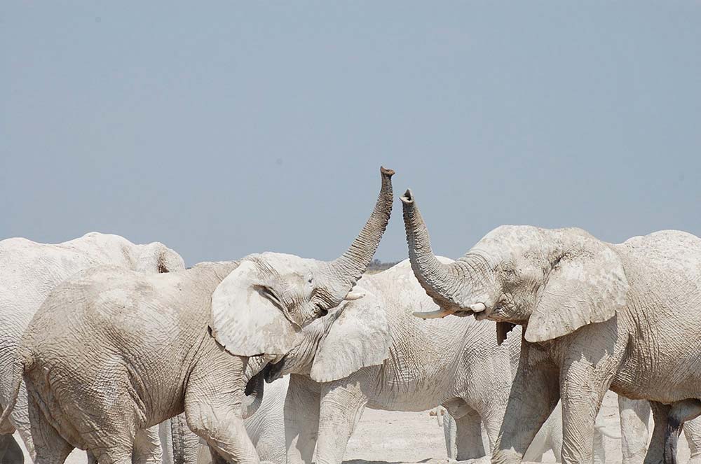 Elephants in Etosha - Vreugde Guest Farm - Accommodation near Etosha National Park