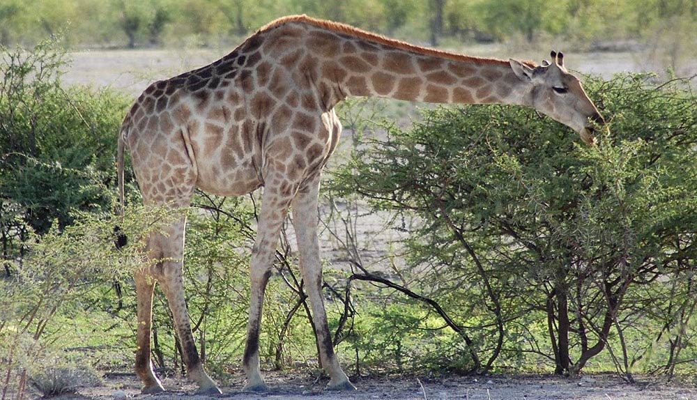 Giraffe in Etosha - Vreugde Guest Farm - Accommodation near Etosha National Park