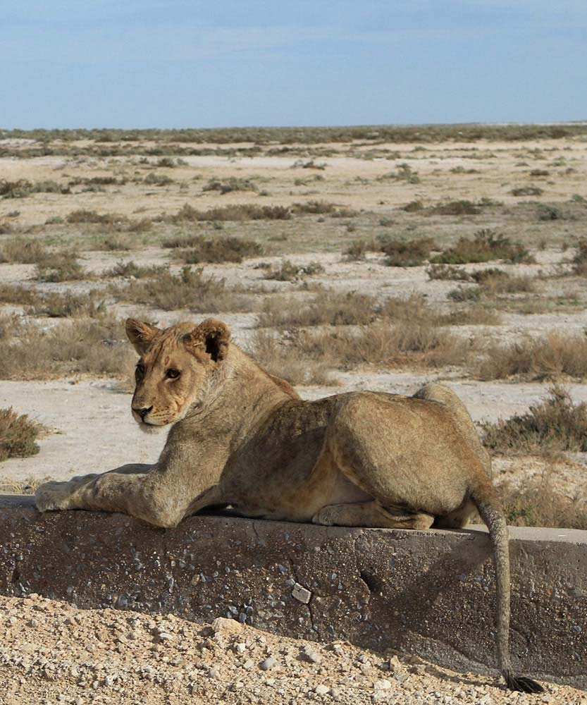 Lion in Etosha - Facts like: Where is Namibia, How big is namibia - Vreugde Guest Farm