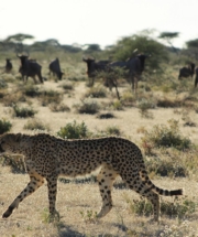 Cheetah and Wildebeests
