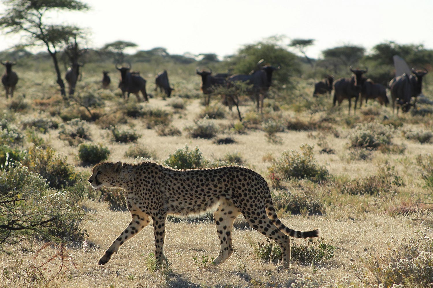Cheetah and Wildebeests