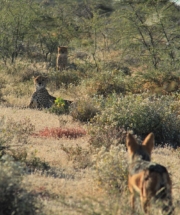 Cheetahs and a jackal in Etosha