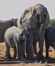Family of elephants in Etosha