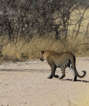 Leopard crossing road in Etosha