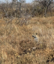 Leopard in Etosha