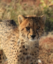 Picture of a cheetah in Etosha