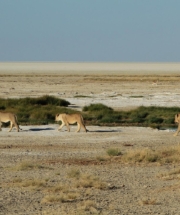 Three lions in Etosha
