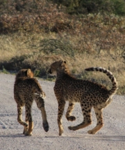 Two cheetahs in Etosha
