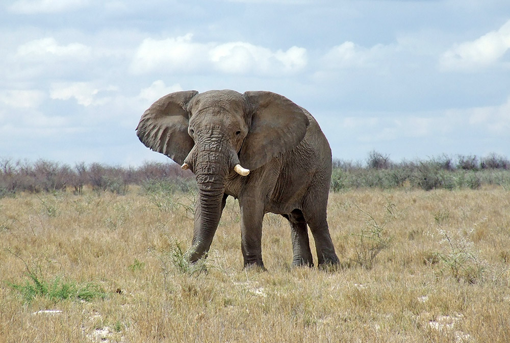 A disturbed elephant in Etosha looking right at the vehicle