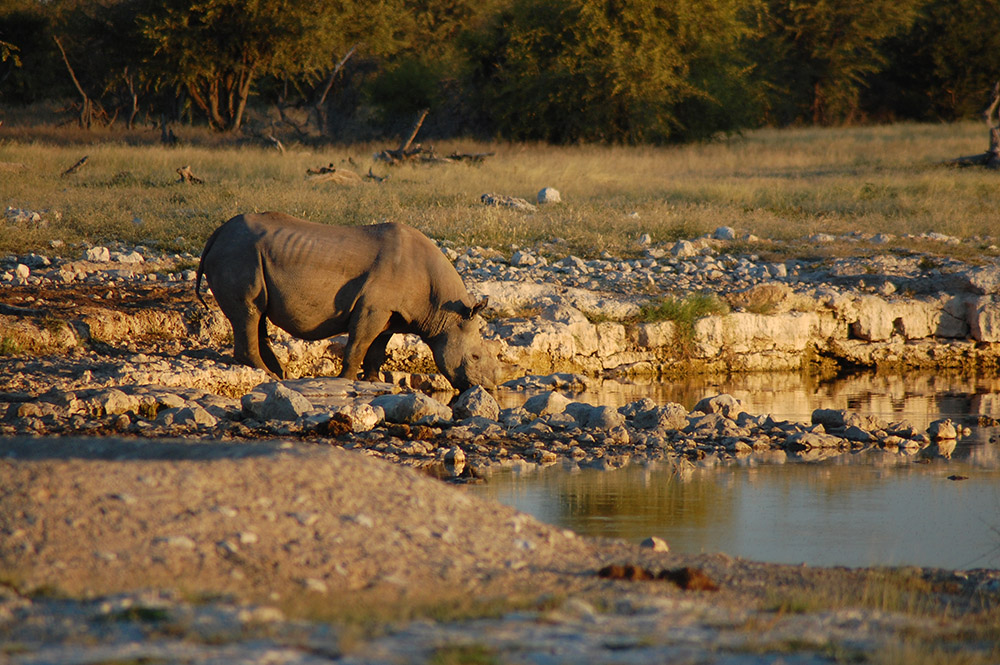 Black Rhino in Etosha in Namibia