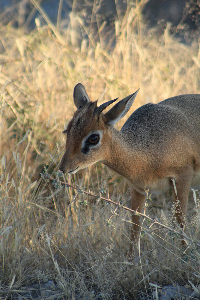 Damara Dik-dik in Etosha in Namibia